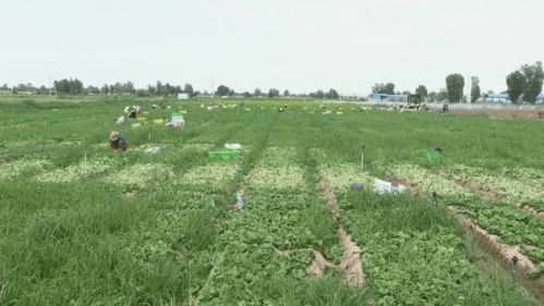 高臺現代農業 科技賦能，產業興旺，譜寫農業開發新篇章